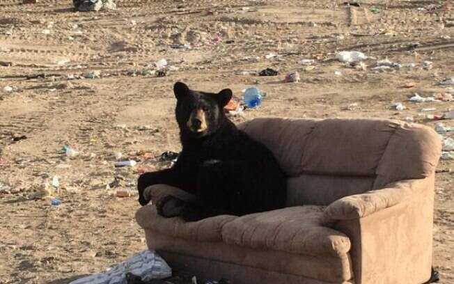 Urso se sente em casa com um sofá que foi jogado fora            