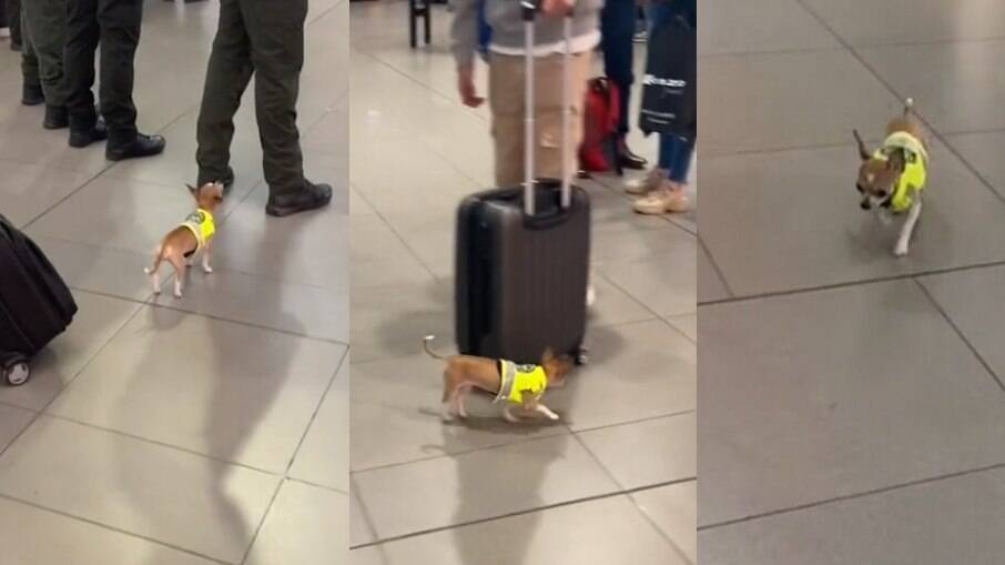 Chihuahua atua como cão farejador em aeroporto