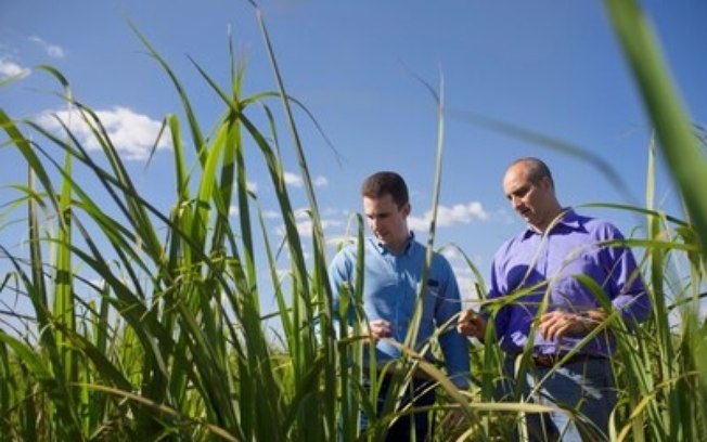 Bayer integra fundo pioneiro de R$ 500 milhões para descarbonização no agronegócio