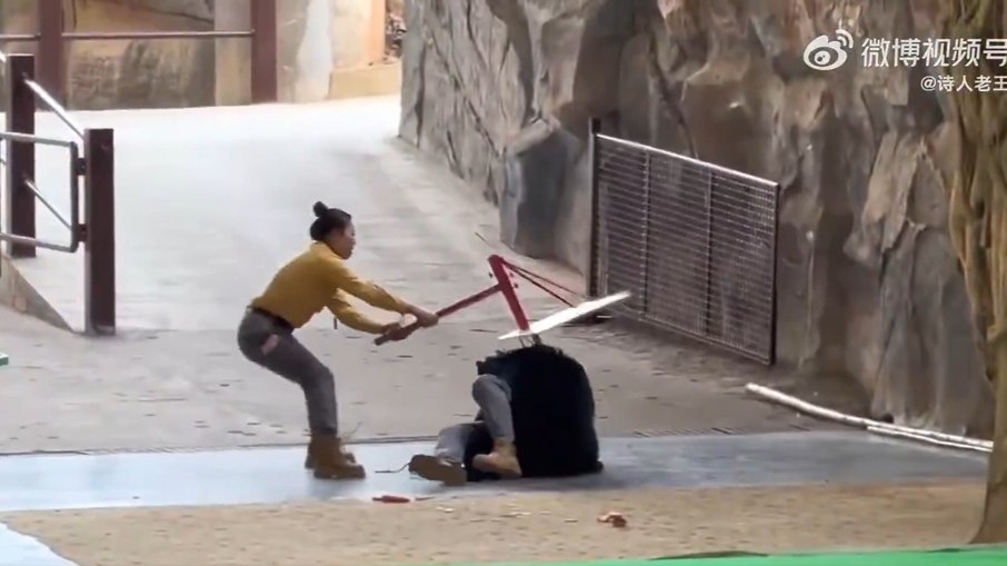 Urso ataca tratador durante apresentação em zoológico Urso ataca tratador durante apresentação em zoológico