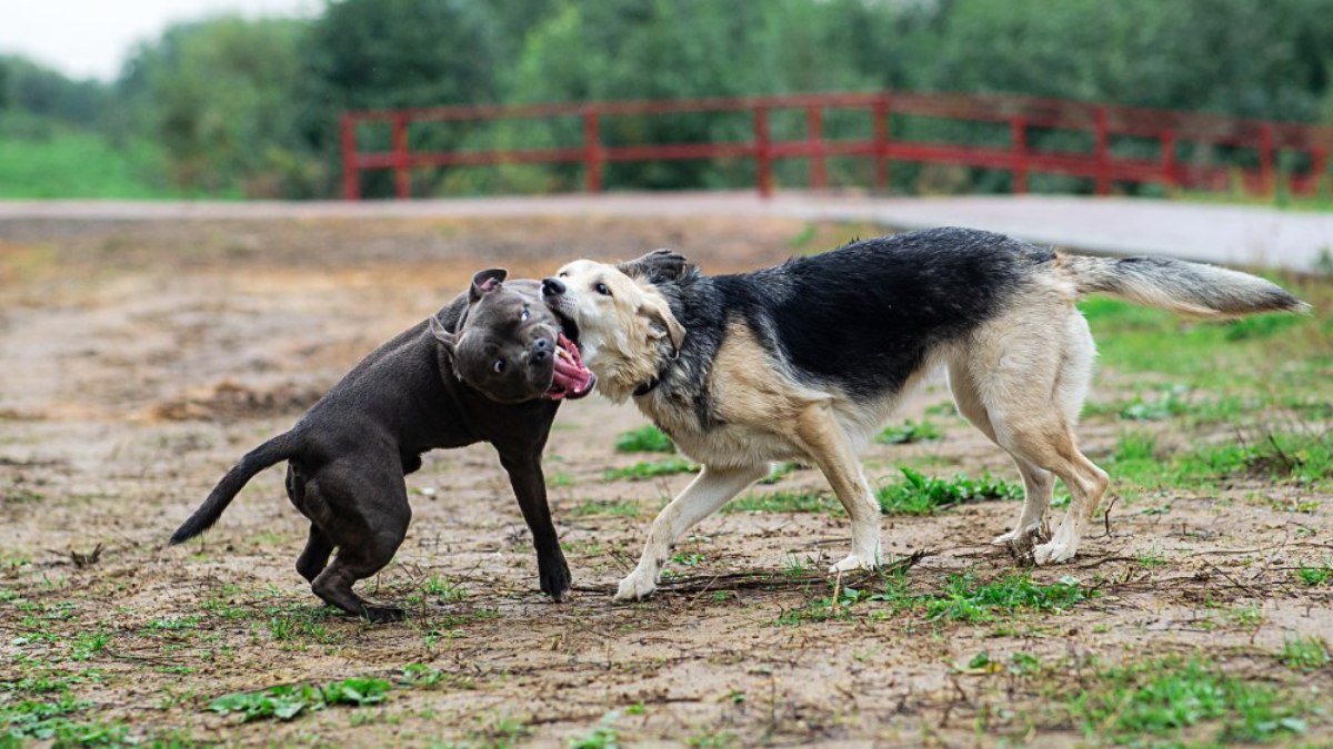 Entenda como funciona a dominância entre cães Entenda como funciona a dominância entre cães
