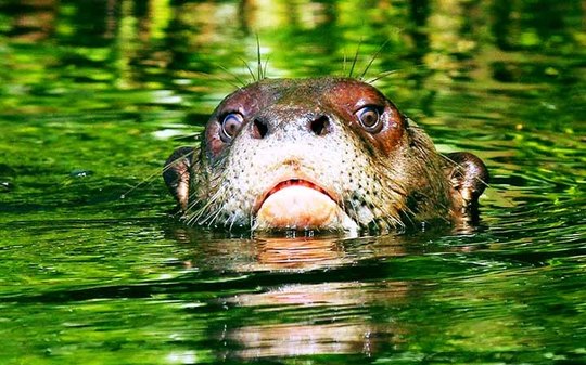 Maior predador aquático da América do Sul ressurge após 40 anos