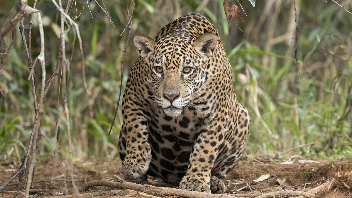 Onça-pintada é o maior felino das Américas; animal matou égua e atacou homem na zona rural de Porto Velho