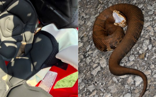 Jogador de futebol americano acha cobra peçonhenta no capacete