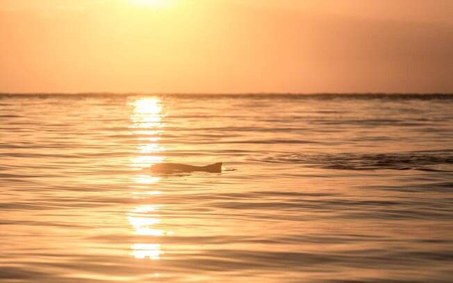 Na primavera e começo do verão, famílias de golfinhos visitam a região para se procriar.