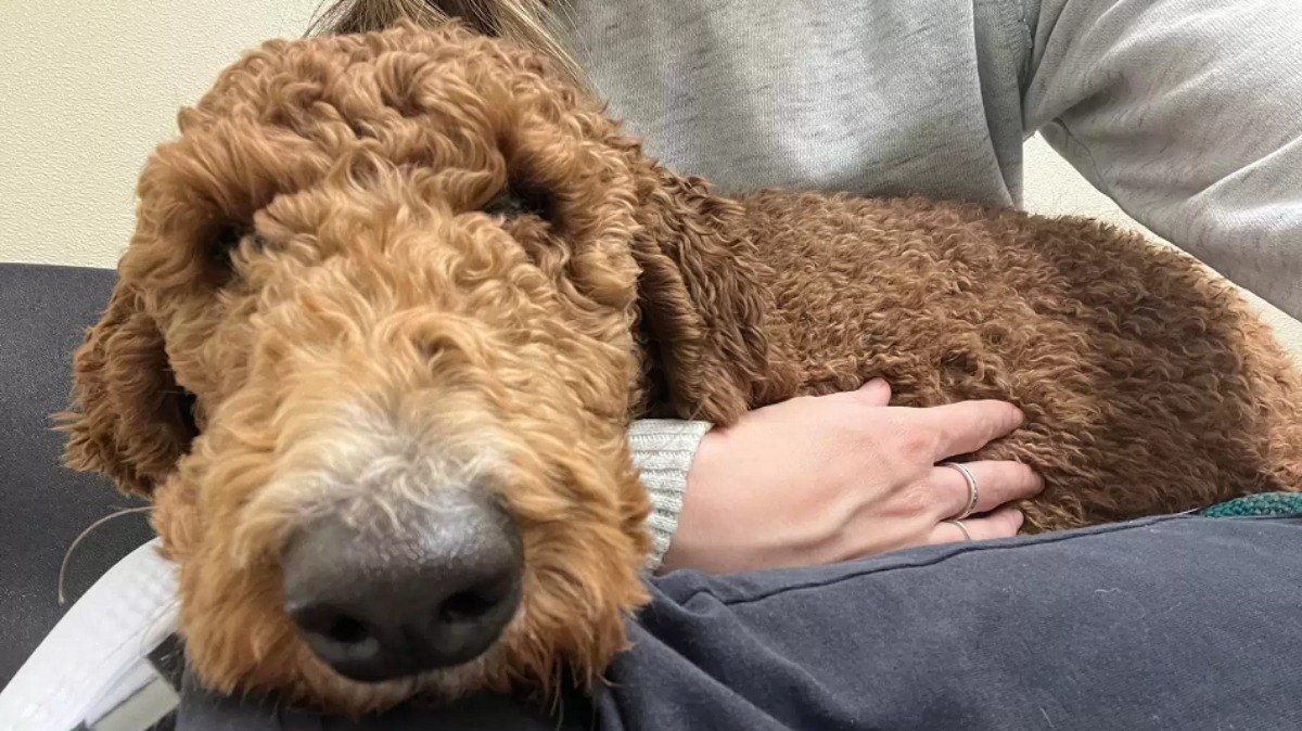 Kaitlin Devoto recebeu a cadela resgatada em sua casa até ela estar pronta para ser adotada por uma família definitiva