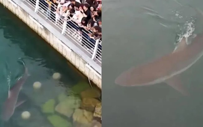 Tubarão famoso é resgatado e volta ao canal