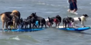 Cães surfistas roubam a cena e viralizam em praia da Califórnia