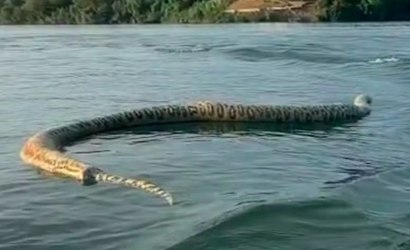 Comerciante esbarra em cobra gigante no Rio Tocantins; veja fotos