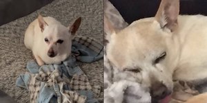 Chihuahua quebra recorde de cão vivo mais velho do mundo