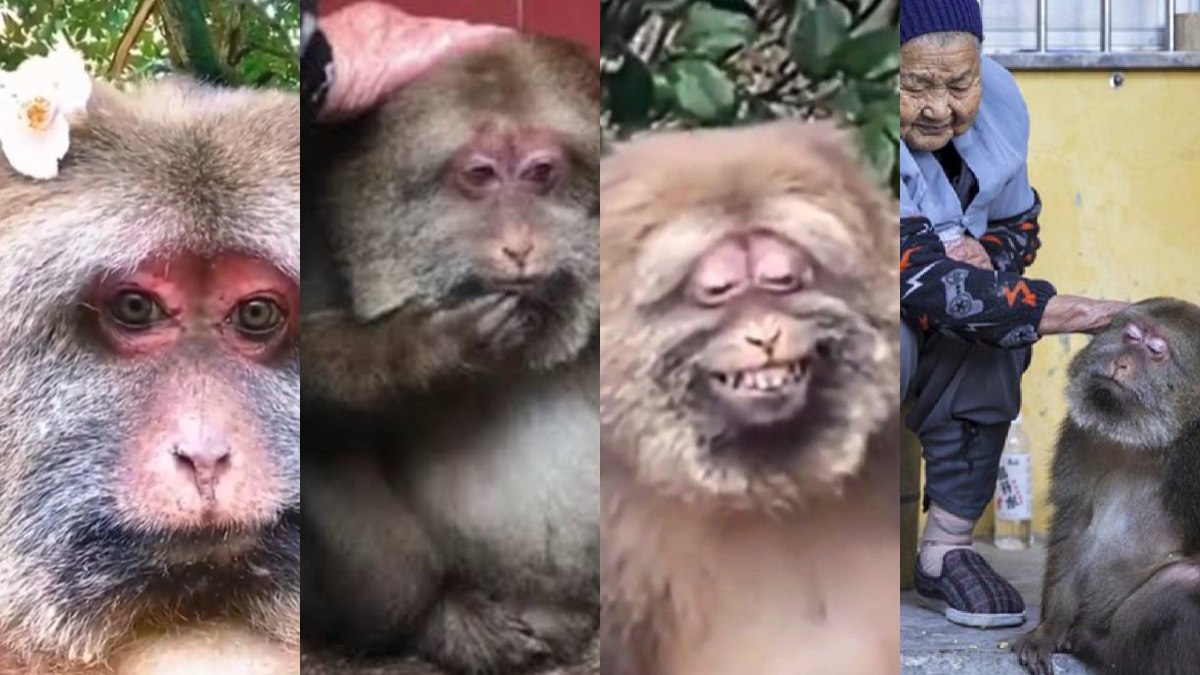 Sexo de mulher com macaco