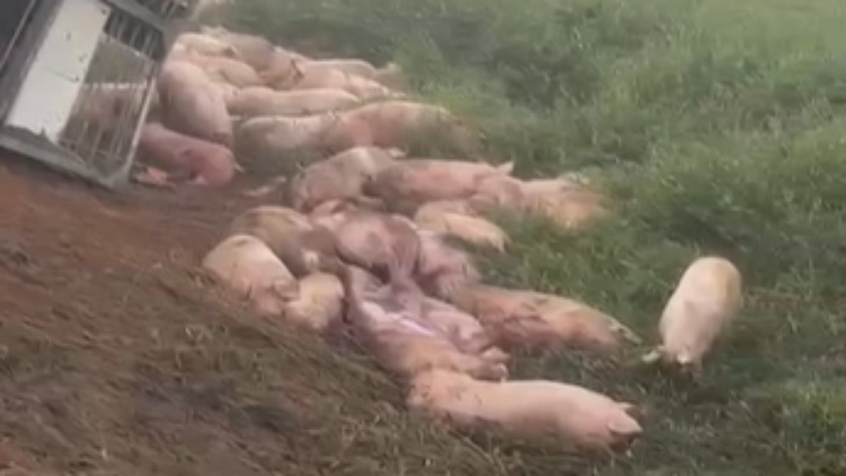 Caminhão com 140 porcos tomba na BR-356, em MG; veja vídeo