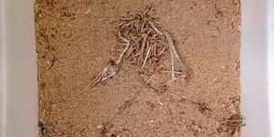 "Superverme" carnívoro limpa um esqueleto em poucas horas