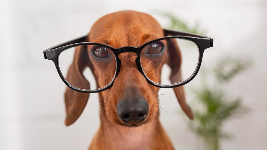 Cães veem cores? Descubra os segredos da visão canina Cães veem cores? Descubra os segredos da visão canina