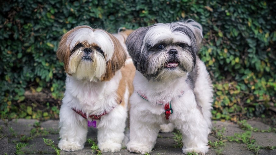 Cães dessa raça tem altura média de 20 a 30 cm, peso de 4 a 7 kg e expectativa de vida de até 16 anos. Cães dessa raça tem altura média de 20 a 30 cm, peso de 4 a 7 kg e expectativa de vida de até 16 anos.