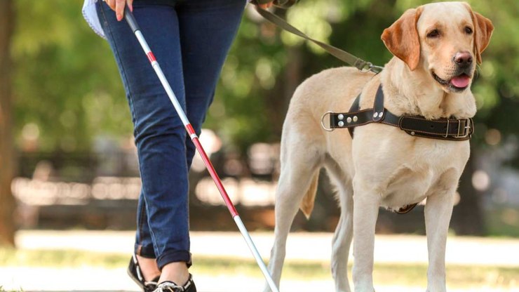 Veja as 5 melhores raças para adestrar como cão-guia