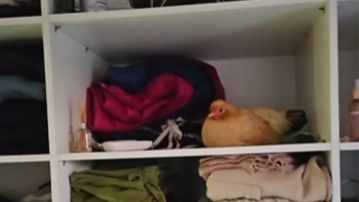 Galinha surpreende tutora ao dormir dentro de guarda-roupa