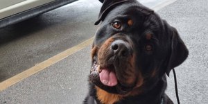Rottweiler exigindo que tutora o escove diariamente encanta web