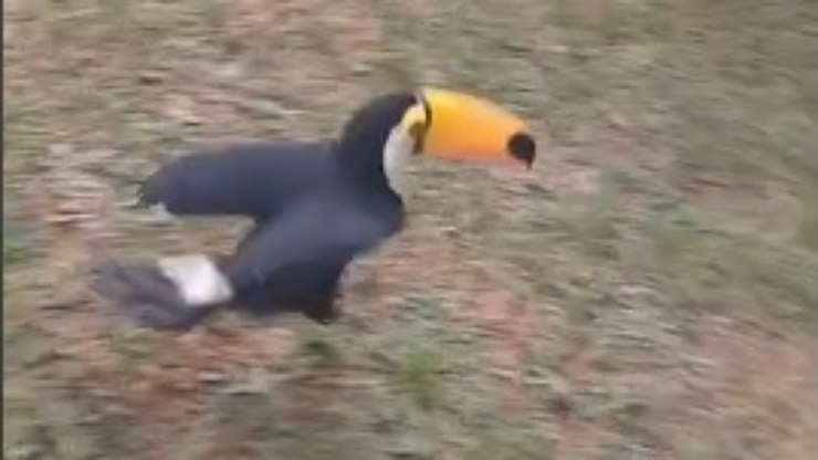Animais silvestres são devolvidos à natureza em Vinhedo