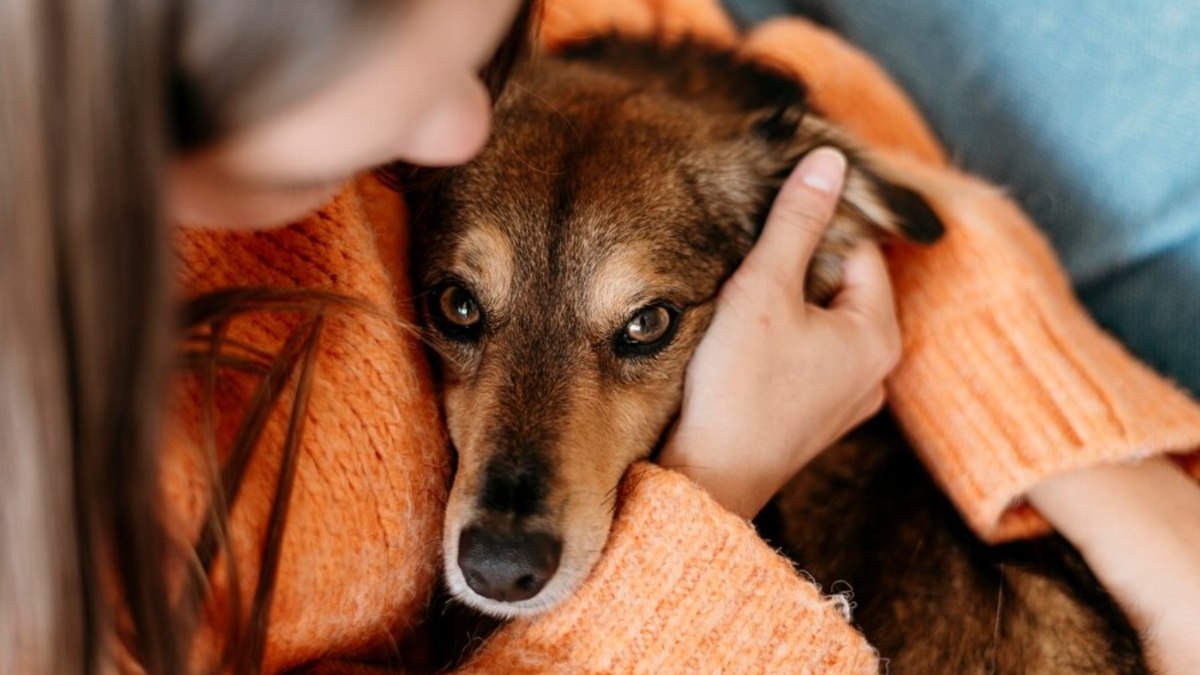 Como ajudar cachorros com medo de chuva: guia para proteger o amigo de quatro patas