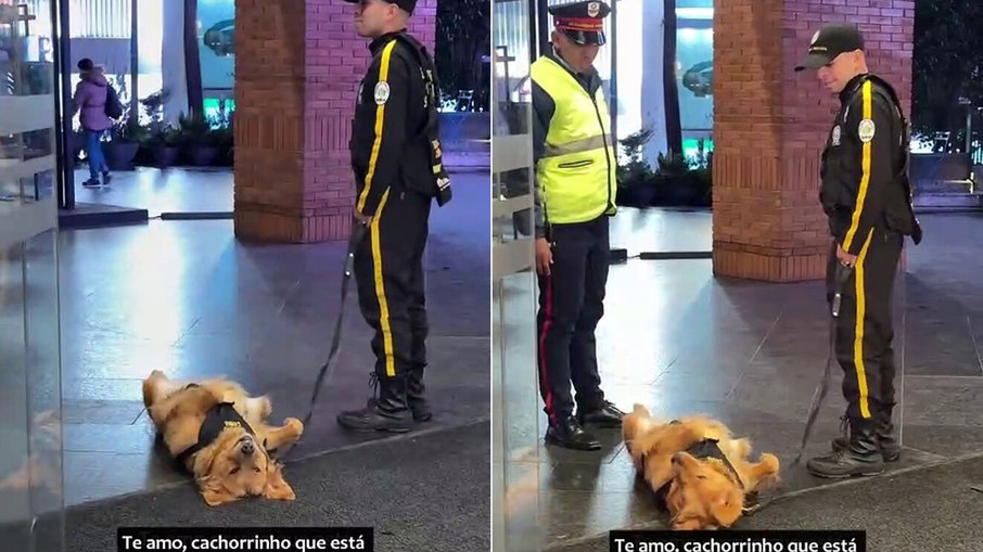 Cão farejador dorme em serviço e tenta disfarçar ao ver o chefe chegar Cão farejador dorme em serviço e tenta disfarçar ao ver o chefe chegar