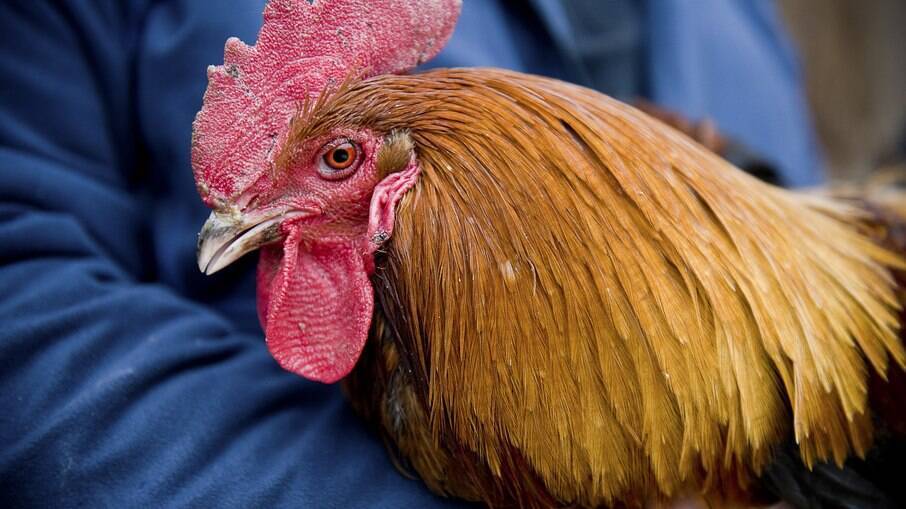 Quase 100 galinhas foram soltas pela cidade