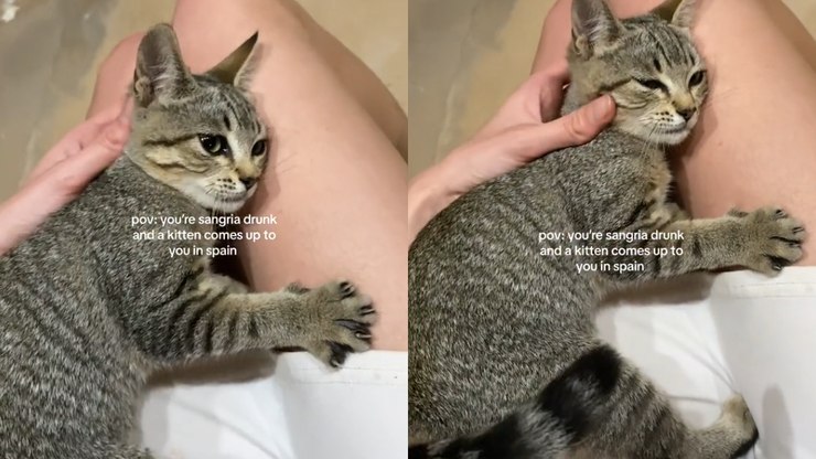 Mulher se emociona ao ser escolhida por uma gatinha de rua durante viagem: 'Soluçando'