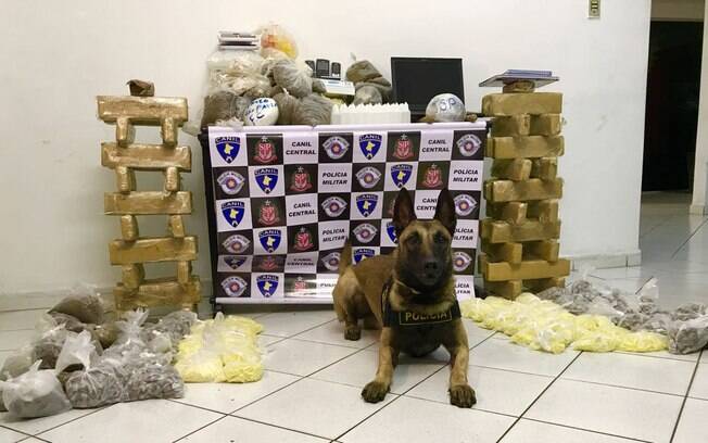 Cão Thor do Canil da PM da Tropa de Choque encontrou local de armazenamento de drogas do crime organizado
