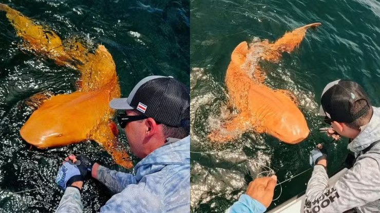 Tubarão alaranjado raro é estudado por pesquisadores no Brasil