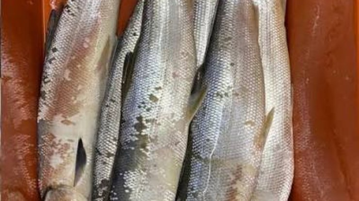 Peixe antes desprezado melhora renda de mulheres da pesca no Rio