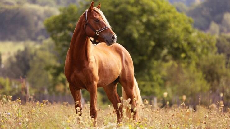 Cavalo saudável, cavalo doente: conheça as características