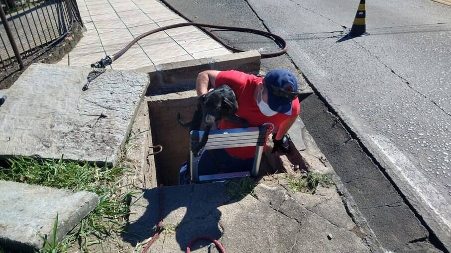 Bombeiros resgatam cãozinho em tubulação de esgoto em SC