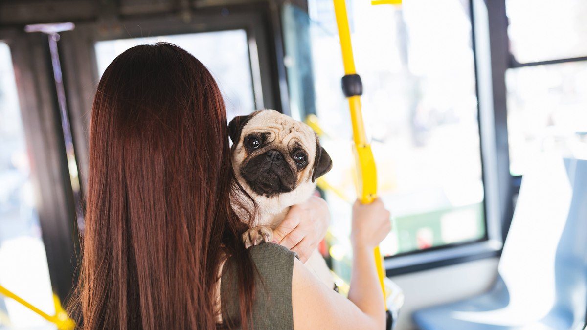 O transporte de animais em metrô, ônibus, trens e VLT possui alta aprovação das pessoas 