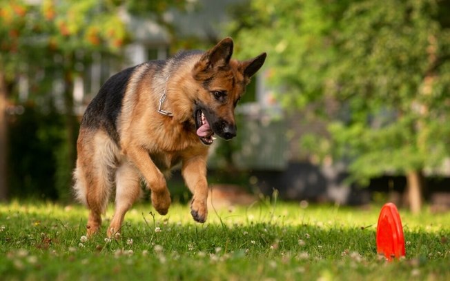 4 características do cachorro da raça pastor alemão