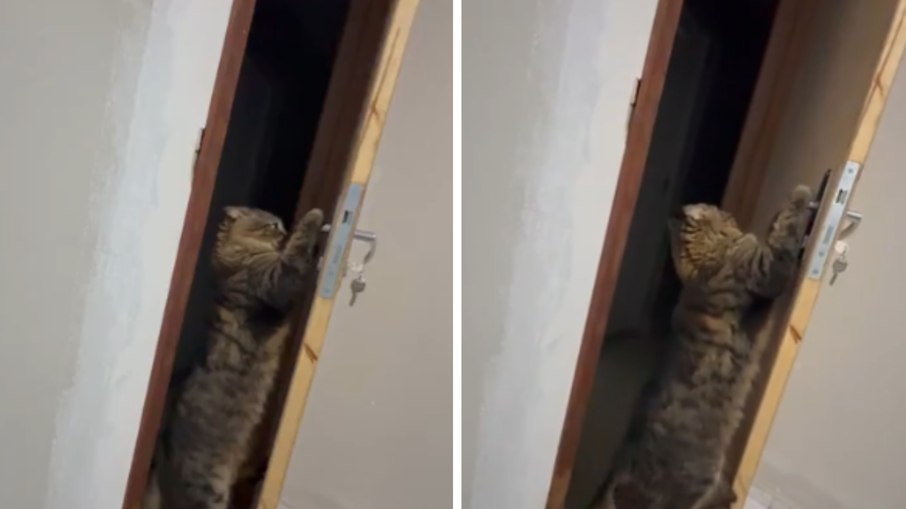 Gato se pendura em maçaneta e abre porta sozinho Gato se pendura em maçaneta e abre porta sozinho