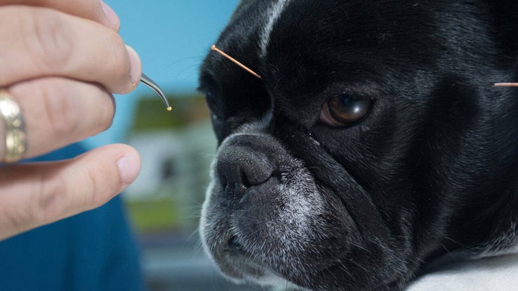 Donos%20recorrem%20%C3%A0%20medicina%20chinesa%20para%20cuidar%20de%20pets%20idosos
