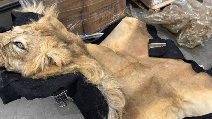 Ibama intercepta carga com partes de animais no aeroporto de GRU