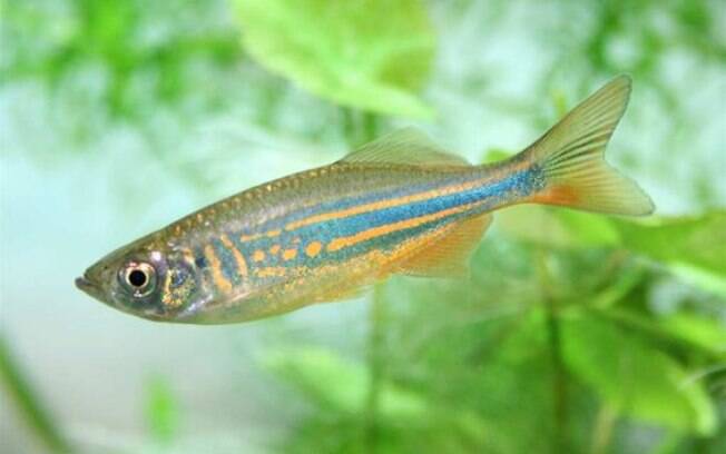 Algumas espécies de peixes são mais indicadas para novatos do que outras