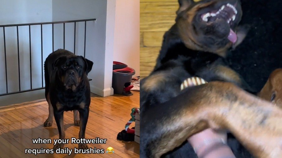 O Rottweiler Blake faz sucesso entre seguidores nas redes sociais