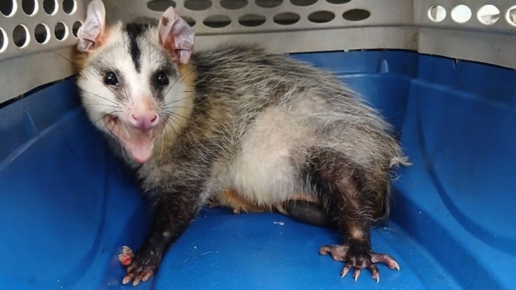 Saruê e gambás são resgatados em áreas urbanas de Vinhedo
