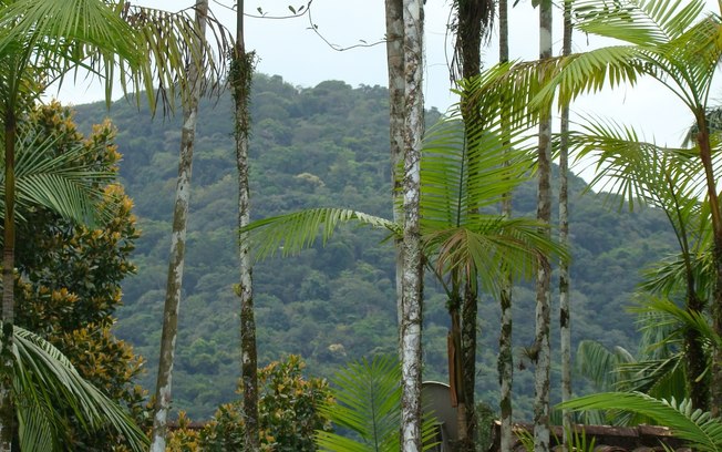 Brasil detém só 18% de patentes sobre flora endêmica da Mata Atlântica