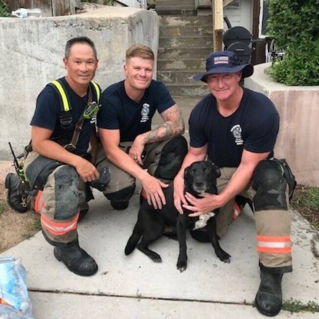 Cachorro é resgatado por bombeiros após ser encontrado em um prédio em chamas
