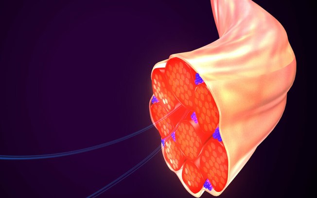Células, tecidos e órgãos: aprenda sobre a função de cada um deles
