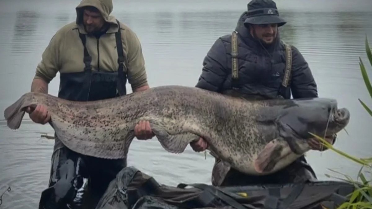 Pescador fisga bagre de 61 kg e bate recorde