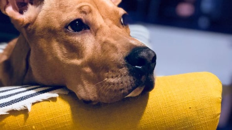 Luto canino pode desencadear problemas de saúde: observe os sinais