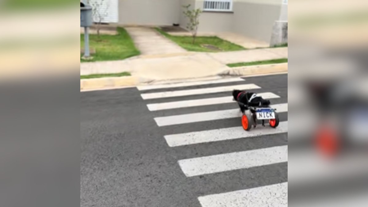 Cão com deficiência atravessa na faixa e mostra educação no trânsito Cão com deficiência atravessa na faixa e mostra educação no trânsito