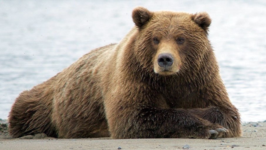 O urso-pardo, que pode chegar até 600kg, é considerado o animal nacional da Finlândia.