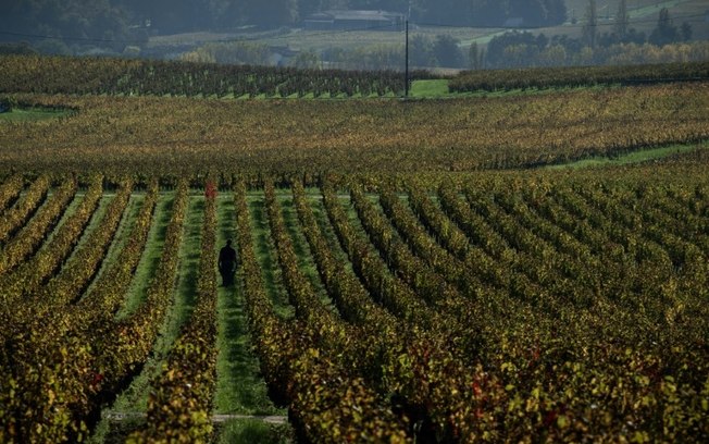 Um homem trabalha entre as vinhas de um vinhedo próximo a Saint Emilion, na região de Burdeos, sudoeste da França, em 30 de outubro de 2024