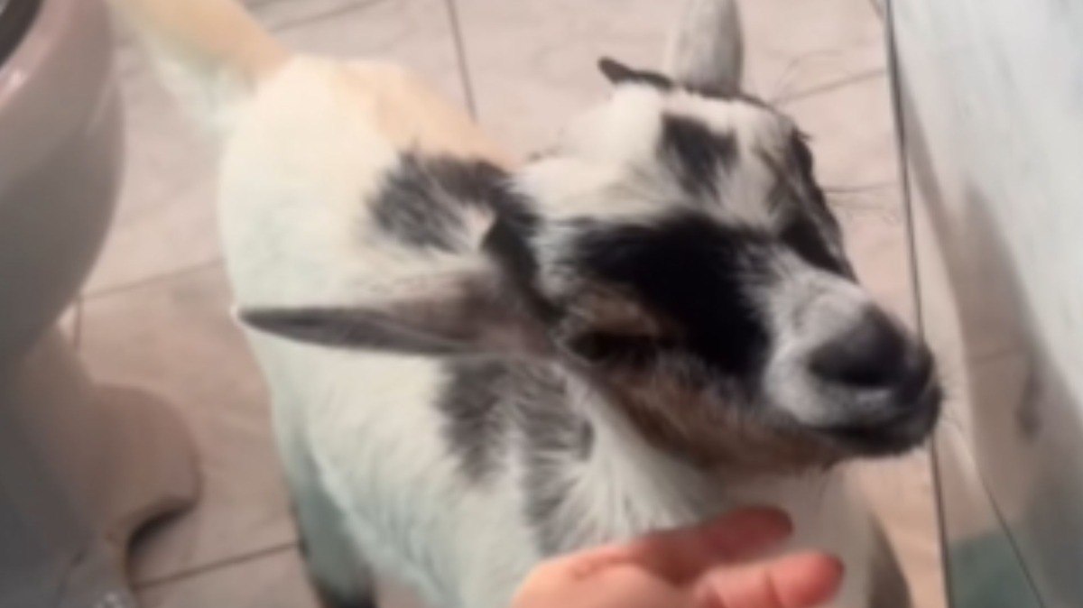 Em cena inusitada, cabrita chora para entrar no banho com tutora