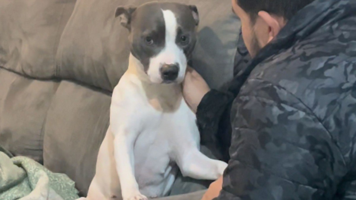 Essa carinha! Cachorrinha lamenta ao ouvir que será "trocada" por passarinho